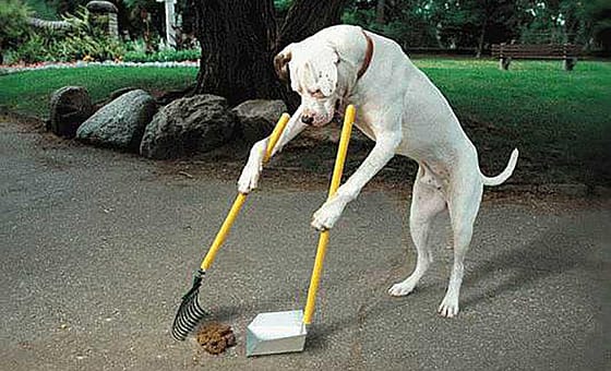 dog cleans up poop 1