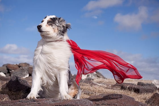 Australian Shepherd dog with red cape blowing in the wind.